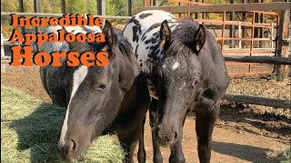 Rare Appaloosa Horses Are Incredibly Fascinating  The Koala [upl. by Bogey581]