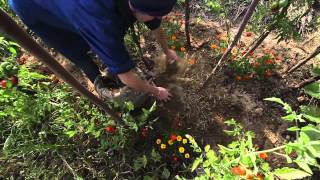 Larrosage et le paillage au jardin écologique [upl. by Mckenzie]