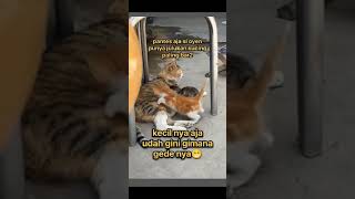 OYEN kecil paling BAR BAR NYOSORrrrr AJashortvideo kucing kucingabuabuyanglucu [upl. by Ainola]