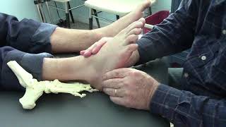 Physical Therapy How to Treat Outside Foot Pain in Cuboid Joint [upl. by Larena]