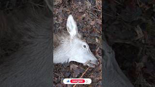 Battue aux cervidés au domaine de Boutissaint Partie 3 chasseur pêche [upl. by Parker]