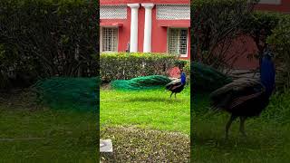 Flying Peacock  Peacock feathers  Peacock flight  Peacocks wings  National Bird India peacock [upl. by Tamar]