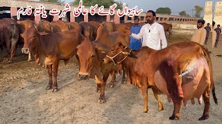 World Famous Sahiwal Cows Dairy and Cattle Farm Part 1 of Malik Amir Taimoor Haidry cow dairyfarm [upl. by Devlen]