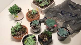 Cleaning Clearance Succulents That Are in Poor Shape and Have Mealy Bugs [upl. by Tugman20]