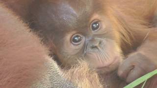 Baby Orangutan POPO 16  Tenderness オランウータンの赤ちゃん 16  優しいママ [upl. by Ailee]