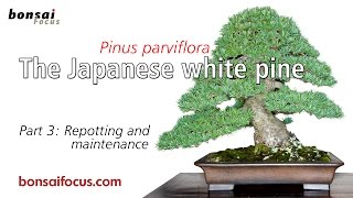 The Japanese white pine Part 3 Repotting and Maintenance [upl. by Asik229]