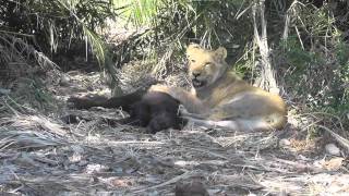 Lions Kill buffalo calf Young Lions and Calf [upl. by Raoul690]