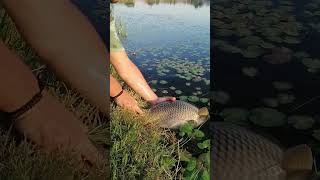 Puštanje šarana🎣 saran pecanje daiwa carppro carp lake catchandrelease fishing fish boiles [upl. by Aihsakal]