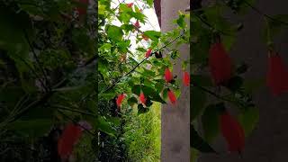 HIBISCO COLIBRI  Malvaviscus arboreus ☔️ 🌧⚡ [upl. by Bauer]