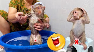 Monkeys PiPi and TiTi try to adapt to their new life [upl. by Anestassia]