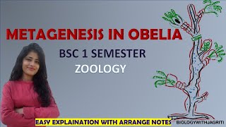 METAGENESIS IN OBELIA BSC ZOOLOGY1SEMESTER EAST EXPLAINATION AND ARRANGED NOTES BIOLOGYWITHJAGRITI [upl. by Aziza]