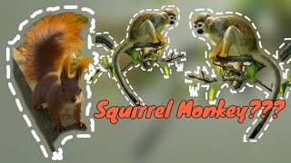 🐿️Genetic Relationships and Species Differentiation Among Three Squirrel Monkey Types [upl. by Leoy249]