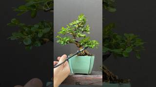 Boxwood bonsai update bonsai bonsaitree gardening howtobonsai plants learning [upl. by Sirak499]