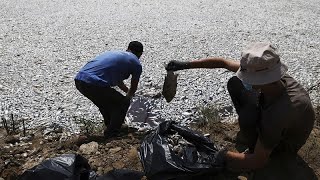 Ausnahmezustand in Griechenland Tausende tote Fische im Hafen von Volos [upl. by Hadihahs501]