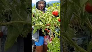 Poblano pepper harvest youtubeshorts short farming food home viral kitchen diy asmr [upl. by Kroy]