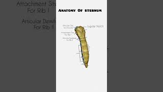 anatomy sternum [upl. by Bordie]