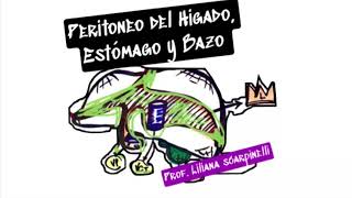 PERITONEO Parte3 Hígado estómago y bazo [upl. by Aniwde]