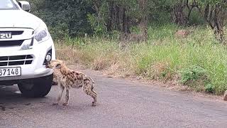 Baby hyena intends to clean the vehicle [upl. by Malissa682]