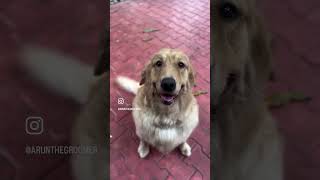 arungiri animalowner arunspetgrooming arunthegroomer chennai [upl. by Harikahs]