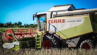 Rapsernte mit Claas Lexion  Lohnunternehmen Kübler [upl. by Lletram]