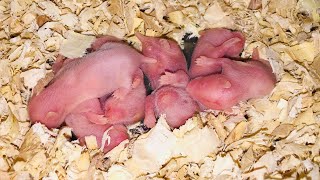 4 Days Old Hamster Babies 🐹🥰 Cute Babies 🥰 [upl. by Nnylacissej]