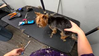 15 YEAR OLD Yorkie Groom [upl. by Ollopa]