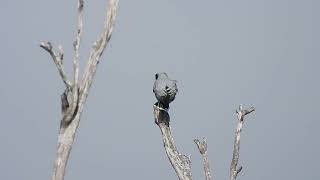 Blackfaced Cuckooshrike Hervey Bay Qld [upl. by Antonio523]