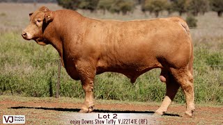 Lot 21 Veejay Downs Taffy VJ22T41E RF [upl. by Iva596]