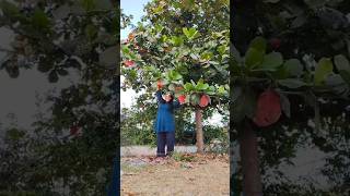 Almond Tree foryou subscribe food villagelife villagevlog [upl. by Penman]