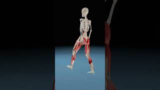 Lower Limb Muscle Work 3danatomy anatomy animation bodyanatomy 3danimation shortsfeed shorts [upl. by Bandler]