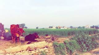 Kandore Village  Mera Des Hove Punjab [upl. by Ibur]