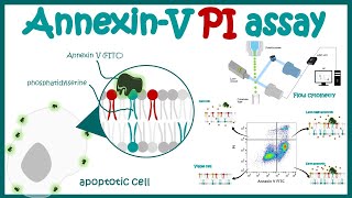 AnnexinPI Assay For Apoptosis  Annexin 5 Assay  Annexin V for early stage apoptosis detection [upl. by Watkins216]