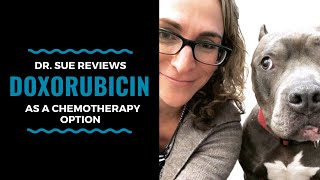 Cancer Vet Reviews A Chemo Treatment Option Doxorubicin Vlog 101 [upl. by Glovsky855]