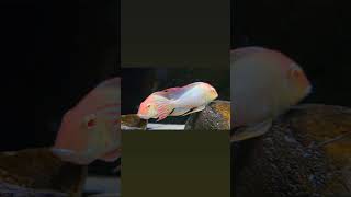 Geophagus red head tapajos albino [upl. by Akehsay20]