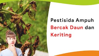 Penyemprotan Pestisida Pertama Kali Cegah Kendalikan Bercak Daun Kuning Keriting Sekaligus [upl. by Schatz]