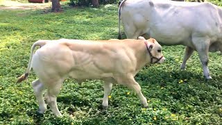 75 days old calf amp 18 years old cow  Piemontese breed [upl. by Aznecniv]