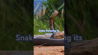 Spitting cobra 🔥 shorts venomous snake wildlife animals snakevideo youtubeshorts nature yt [upl. by Sontag]