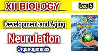 Events of Neurulation lec 5  Organogenesis class 12 bio new book [upl. by Jsandye]