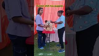 Shih Tzu puppies Lucknow available crazypartner2 [upl. by Aihsenod]