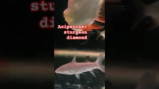 Acipenser sturgeon diamond music catfishfarming fish predatorfishmusic kaviar [upl. by Pachton]