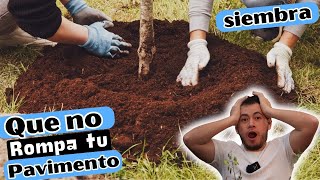 Como Sembrar Un Arbol Para Que No QUIEBRE Pavimento  Banquetas [upl. by Valerlan158]