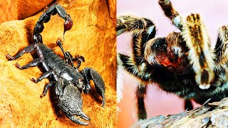 ESCORPION Emperador vs TARANTULA Goliath  ¿Quién Ganaría  EPIC VERSUS 🕷🆚️🦂 [upl. by Parks]