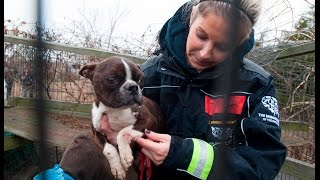 Emaciated Dog Rescued from a Puppy Mill [upl. by Oiludbo]