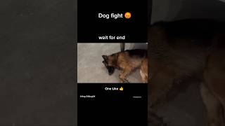 German shepherd vs Desi dog fight 😡👿 shorts ritikdogkennel animals germanshepherd ritikdoglover [upl. by Calmas]