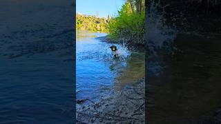 🥰🥰🥰🥰😂😅 srilankan sinhala dog doglover labrador [upl. by Htebazle]