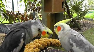 30 Minutes of Aviary Uninterrupted Narration Free  The Pheasantasiam Cockatiels Doves Quail [upl. by Ellon]