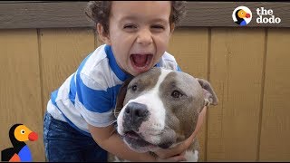 Pit Bull Dog is Boys Best Friend amp Nanny  The Dodo [upl. by Waers]