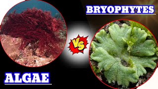 Algae vs Bryophytes Whats the Difference algae vs bryophytes difference algae2024 neet [upl. by Drofwarc]