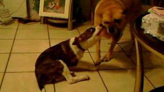 Pit Bull VS German Shepherd Pt 3 [upl. by Longley]