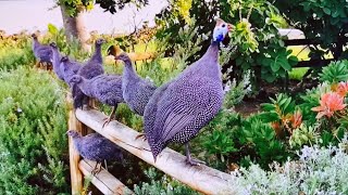 Guineafowl endemic to Africa a harmonious combination from the universe to the natural world [upl. by Ttegirb]